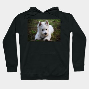 Westie Hoodie